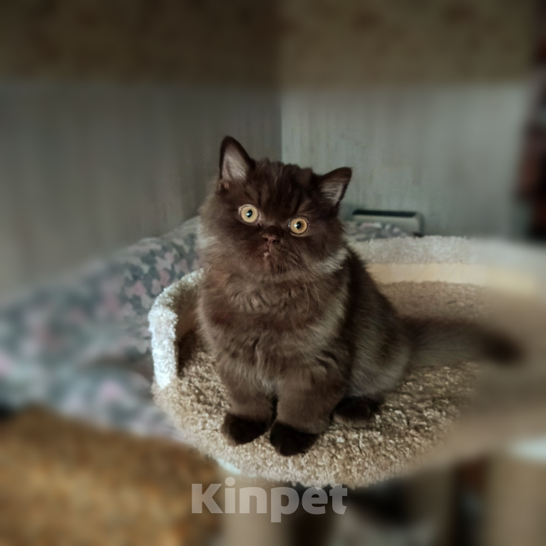 Кошки в Санкт-Петербурге: Британский шоколадный мальчик. Мальчик, 35 000 руб. - фото 1