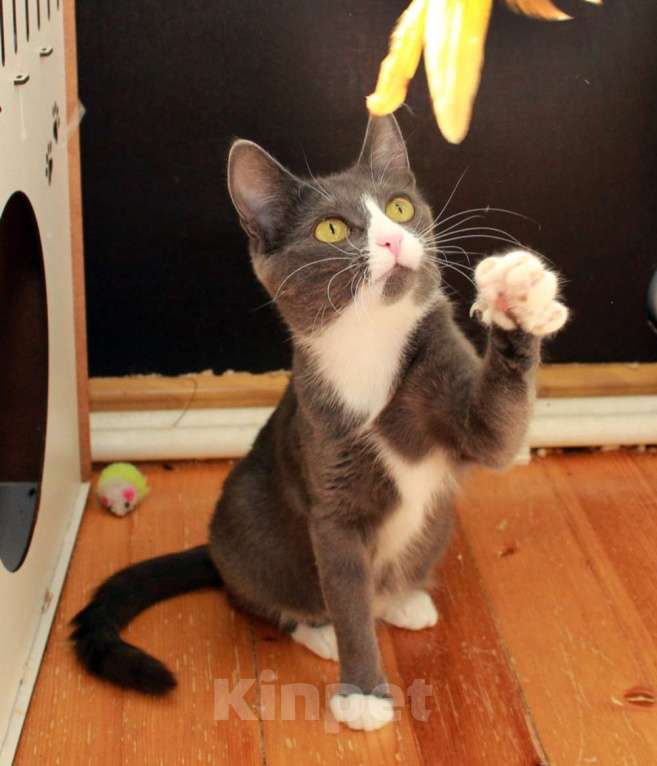 Кошки в Калуге: Тильда, кошка оптимистка в добрые руки. Девочка, Бесплатно - фото 6