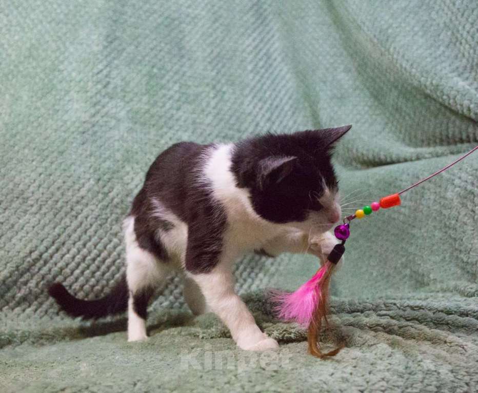 Кошки в Москве: Мия, слепая героиня Девочка, Бесплатно - фото 5