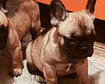 Собаки в Братске: Девочка французского бульдога  Девочка, 40 000 руб. - фото 1