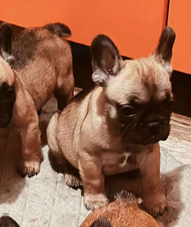 Собаки в Братске: Девочка французского бульдога  Девочка, 40 000 руб. - фото 1