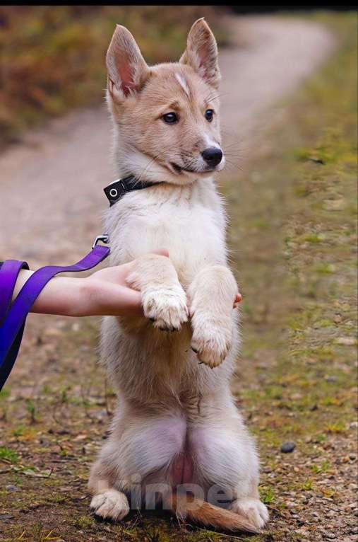 Собаки в Наро-Фоминске: Сэнди якутенок  Девочка, Бесплатно - фото 4