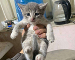Кошки в Казани: Котята в добрые руки Девочка, Бесплатно - фото 4