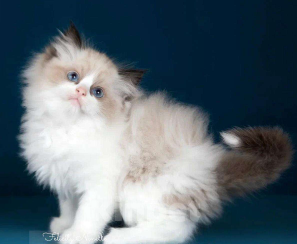 Кошки в Москве: Рэгдолл котенок Мальчик, 110 000 руб. - фото 8