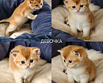 Кошки в других городах Ростовской области: Котята Шотландские золотые шиншиллы Разнополые, 20 000 руб. - фото 3
