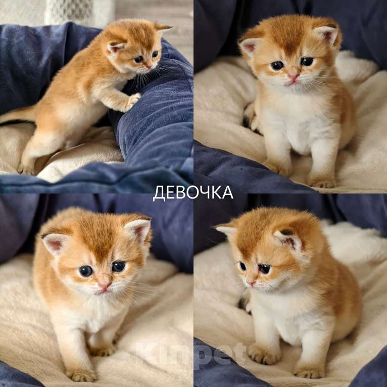 Кошки в других городах Ростовской области: Котята Шотландские золотые шиншиллы Разнополые, 20 000 руб. - фото 3