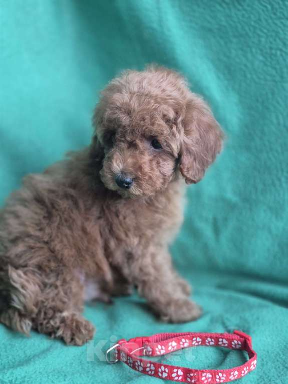 Собаки в Москве: Девочка ред браун.2 мес.Международный ветпаспорт с ответками о вакцинации. Девочка, 75 000 руб. - фото 1