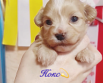 Собаки в Москве: Малыш -Хаванез Мальчик, 120 000 руб. - фото 1