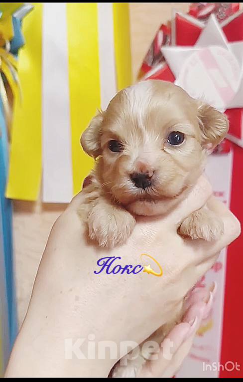 Собаки в Москве: Малыш -Хаванез Мальчик, 120 000 руб. - фото 1