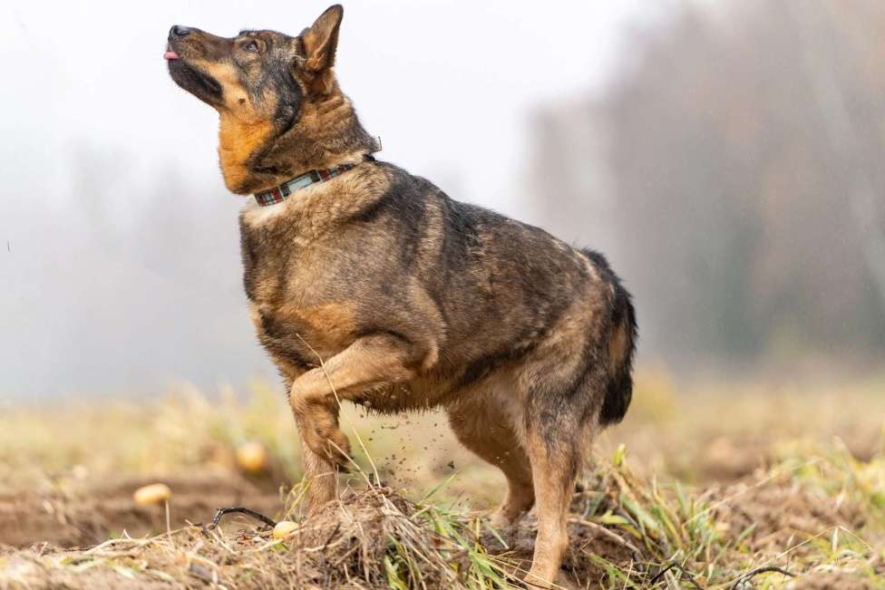 Собаки в Клине: Альма — задорная собачка Девочка, Бесплатно - фото 3