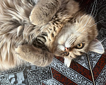 Кошки в Екатеринбурге: Котик Карл Мальчик, Бесплатно - фото 2