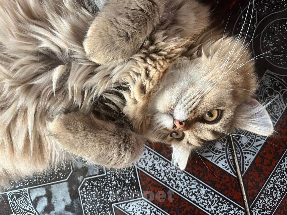 Кошки в Екатеринбурге: Котик Карл Мальчик, Бесплатно - фото 2