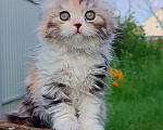 Кошки в Воронеже: Шотландские котята Девочка, Бесплатно - фото 1