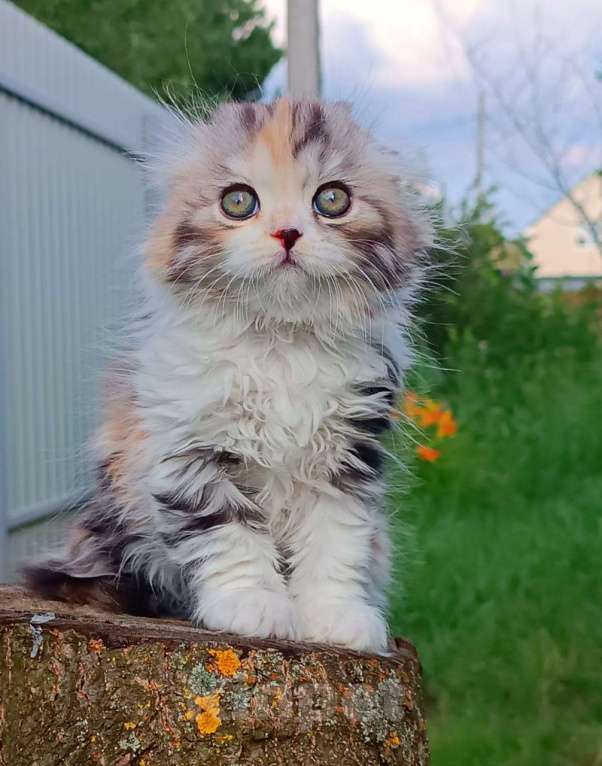 Кошки в Воронеже: Шотландские котята Девочка, Бесплатно - фото 1