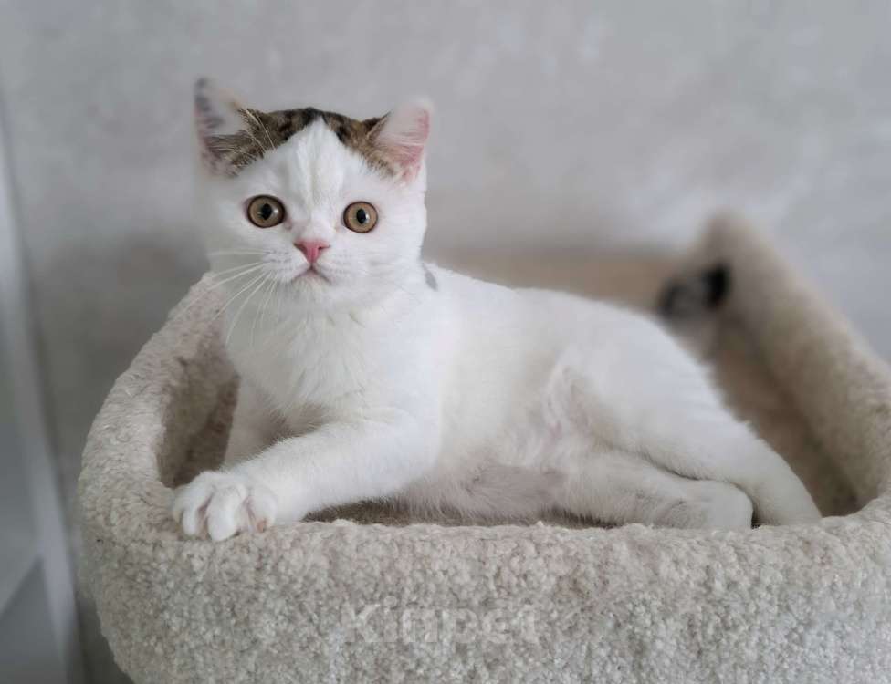 Кошки в Ярославле: Шотландский короткошерстный котенок Мальчик, 25 000 руб. - фото 1