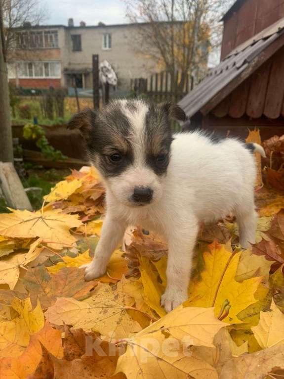Собаки в Москве: Щенок 1,5 девочка Мия в добрые руки  Девочка, Бесплатно - фото 2