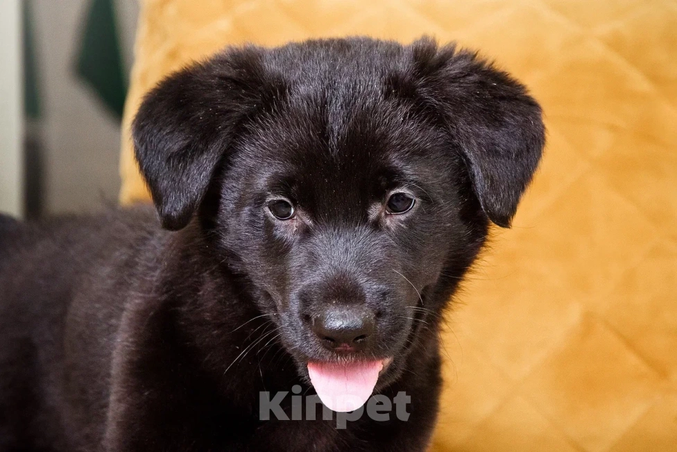 Собаки в Лосином-Петровском: Диего якутенок Мальчик, Бесплатно - фото 3