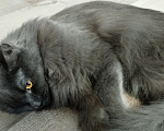 Кошки в Мур: Кошка мейн-кун Девочка, 21 999 руб. - фото 6