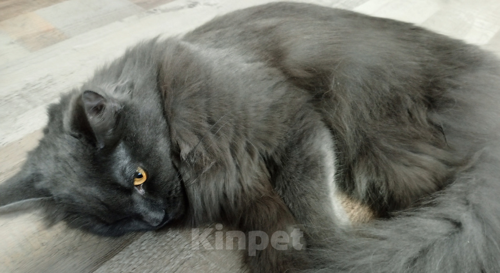 Кошки в Мур: Кошка мейн-кун Девочка, 21 999 руб. - фото 6