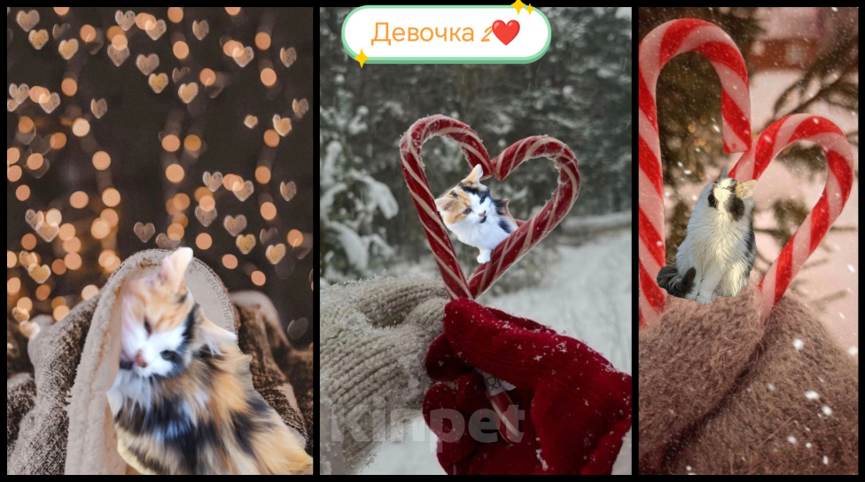 Кошки в Протвино: Котята ищут свои любящие семьи ❤️ Девочка, Бесплатно - фото 3