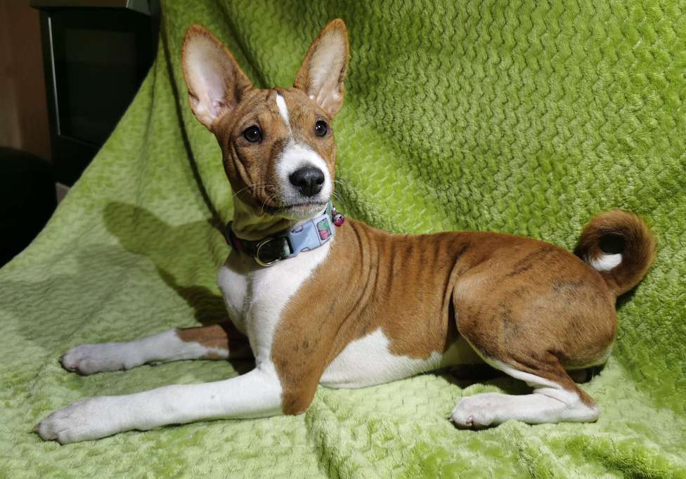 Собаки в Электроуглях: Продажа щенков басенджи Девочка, 40 000 руб. - фото 4