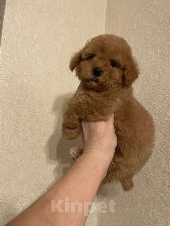 Собаки в Москве: Мини девочка мальтипу Девочка, 55 000 руб. - фото 5