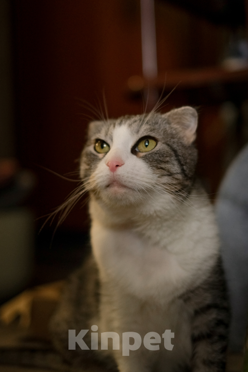 Кошки в Санкт-Петербурге: Зена из приюта Девочка, Бесплатно - фото 4