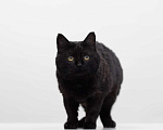 Кошки в Москве: кот Бегемот Мальчик, Бесплатно - фото 2
