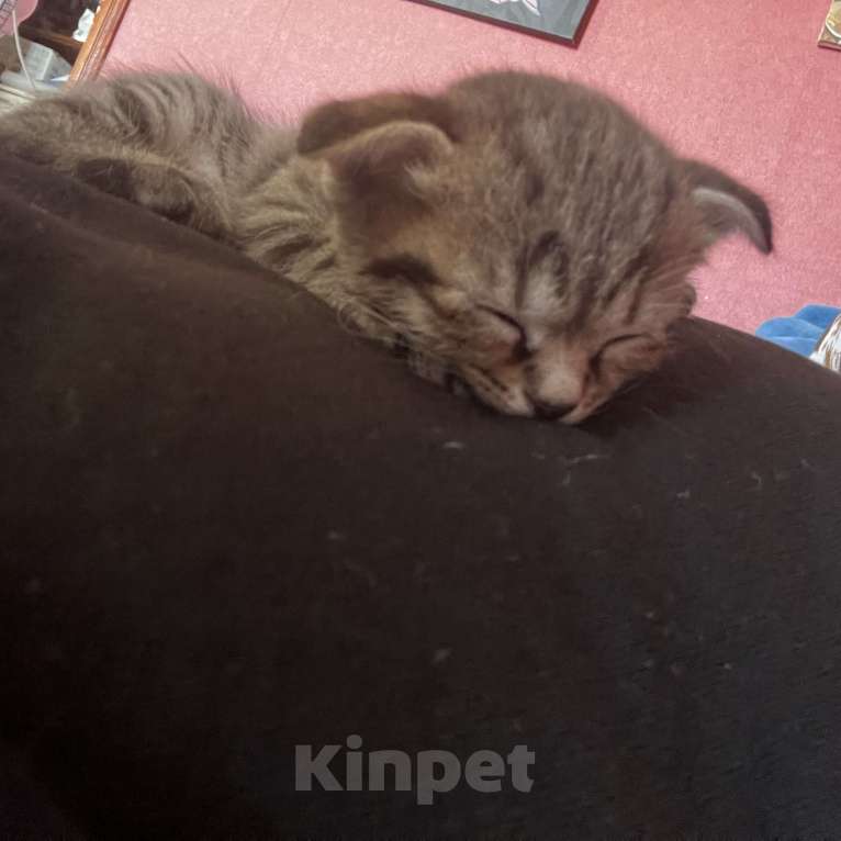 Кошки в Симферополе: Красавчики вислоушки Девочка, 6 000 руб. - фото 2