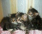 Кошки в Городце: Сибирские серо-голубые и черненькие пушистые., 500 руб. - фото 1