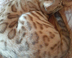 Кошки в Закаменске: Бенгал на вязку, 2 000 руб. - фото 3