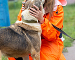 Собаки в Подольске: Умница, красавица собачка Торри ищет дом. Девочка, Бесплатно - фото 5