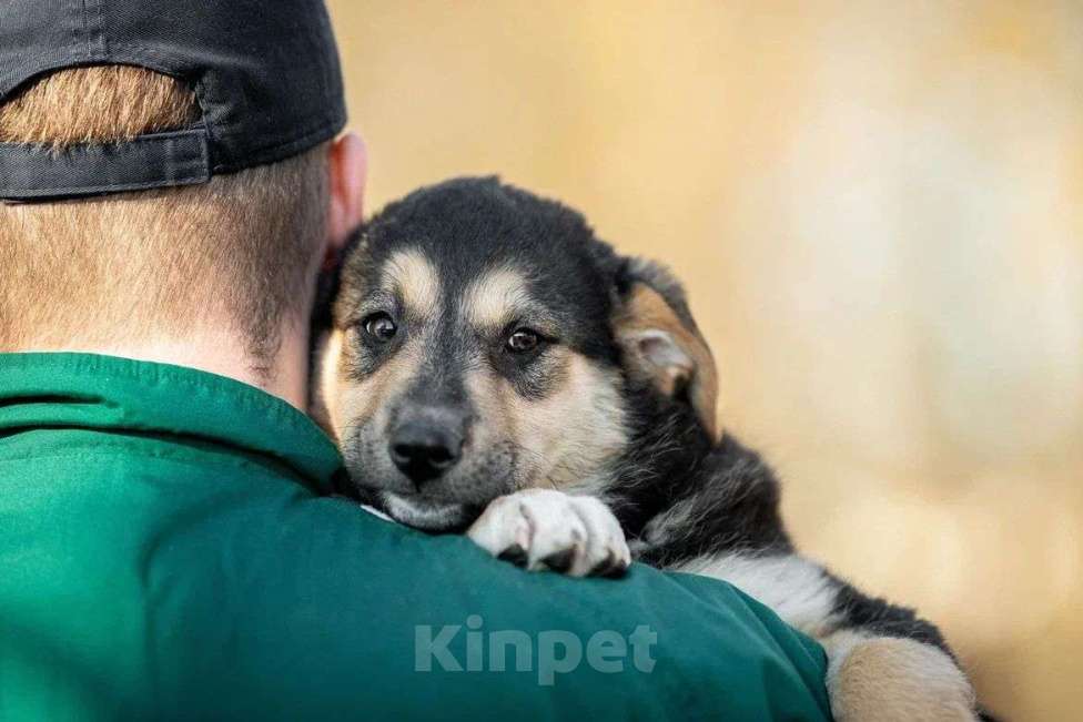 Собаки в Москве: Щенок в дар  Мальчик, Бесплатно - фото 7