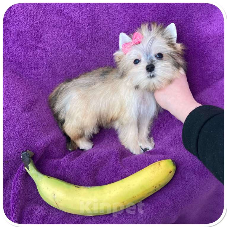 Собаки в Москве: Голддаст йорк золотая девочка мини Девочка, 85 000 руб. - фото 2