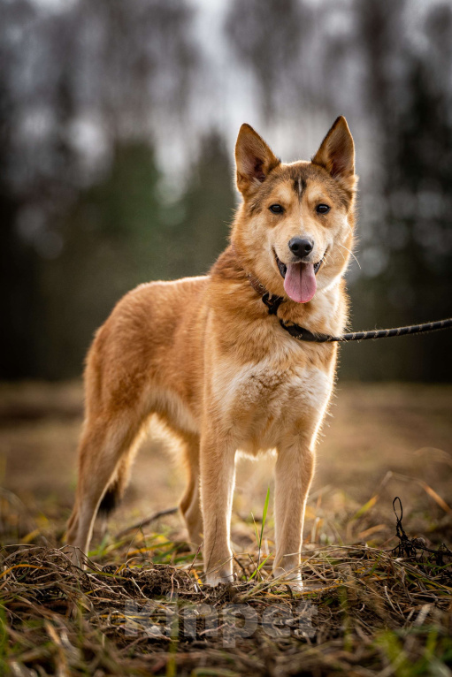 Собаки в Клине: Рико — пёс, созданный для людей Мальчик, Бесплатно - фото 4