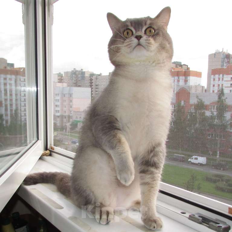 Кошки в Санкт-Петербурге: кот на вязку Мальчик, 15 000 руб. - фото 2