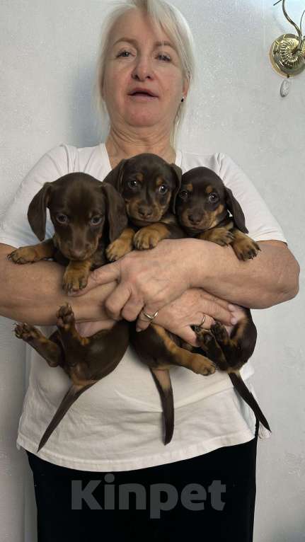 Собаки в Подольске: Девочка  Девочка, 20 000 руб. - фото 2