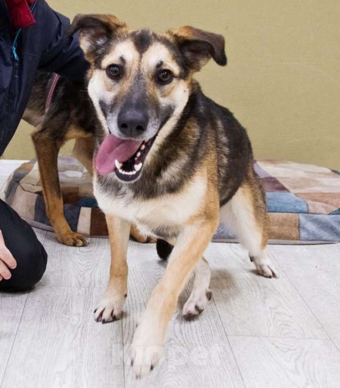 Собаки в Москве: Усыновите Ринго из приюта! Мальчик, Бесплатно - фото 2