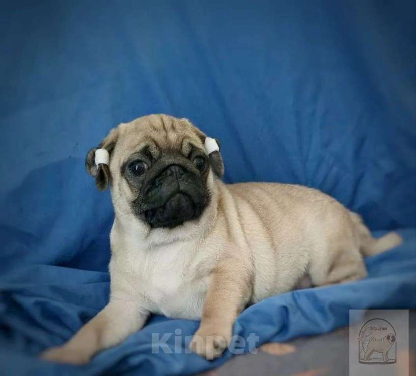 Собаки в Москве: Беж мальчик с док-ми РКФ Мальчик, 45 000 руб. - фото 1