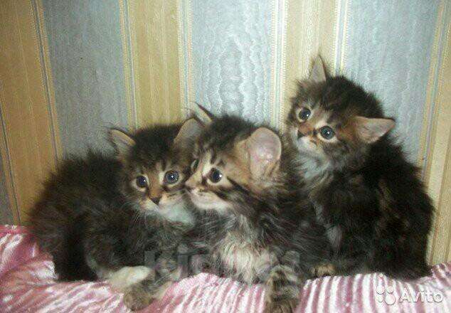Кошки в Городце: Сибирские серо-голубые и черненькие пушистые., 500 руб. - фото 1