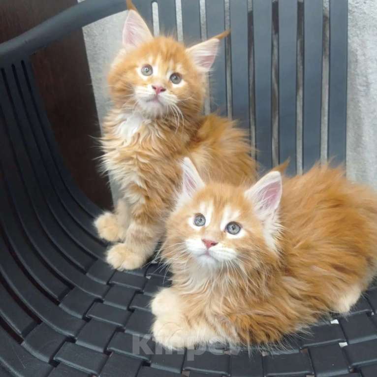 Кошки в Вичуге: Котенок мейн-кун Мальчик, 35 000 руб. - фото 4