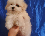 Собаки в Москве: щенок мальтипу белый  Мальчик, 75 000 руб. - фото 4
