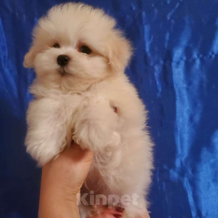 Собаки в Москве: щенок мальтипу белый  Мальчик, 75 000 руб. - фото 4