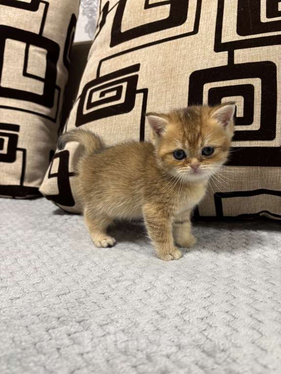 Кошки в Пензе: Шотландские Девочка, 18 000 руб. - фото 4