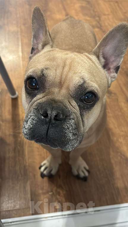 Собаки в Люберцах: Отдам в добрые руки самого дорогого на свете мальчика Мальчик, Бесплатно - фото 1