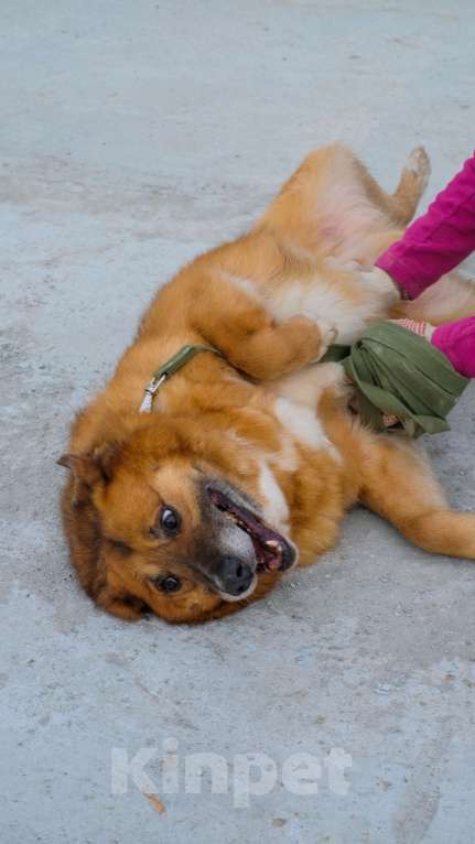Собаки в Москве: Очаровательный Рыжуня ищет семью Мальчик, Бесплатно - фото 3