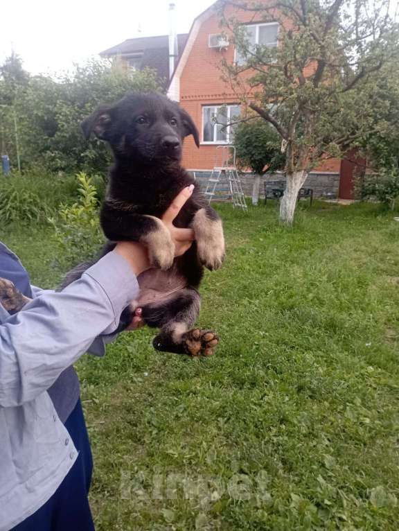 Собаки в других городах Московской области: Щенок ВЕО рождён 7 мая 2025. Прививка комплексная в 3 месяца, ветпаспорт. Растёт за городом.  Девочка, 18 000 руб. - фото 6