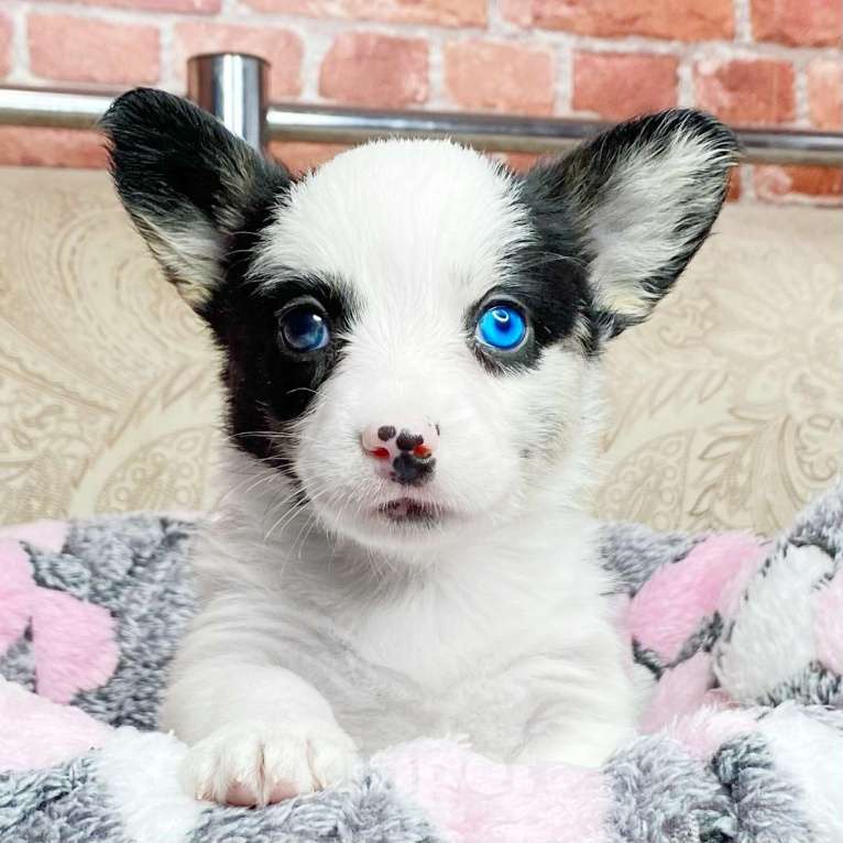 Собаки в Москве: Щенки вельш-корги кардиган Девочка, Бесплатно - фото 1