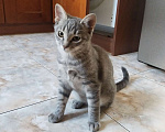Кошки в Краснодаре: Котенок ищет хозяина Мальчик, 10 руб. - фото 5
