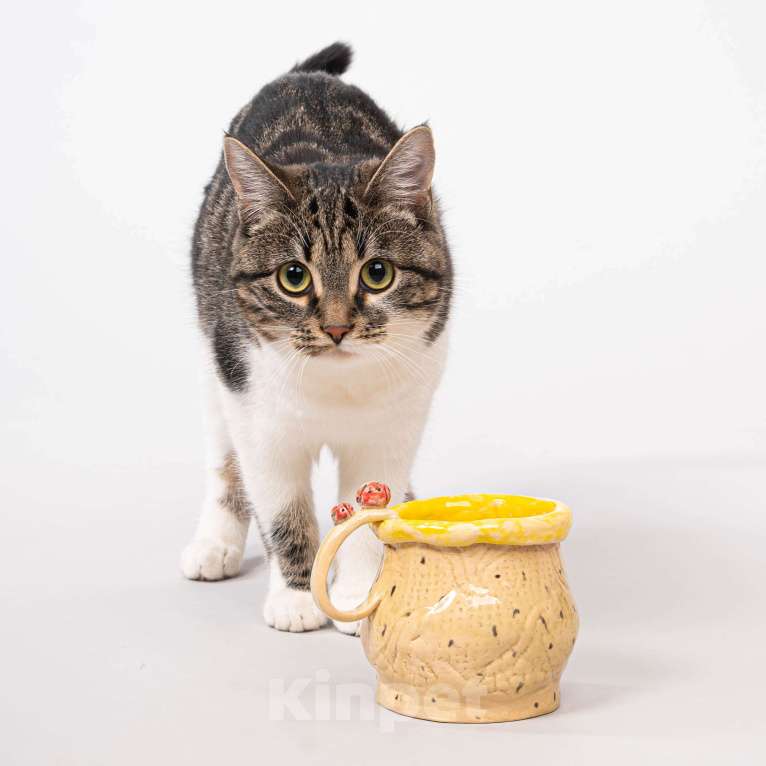 Кошки в Москве: Бусинка-домашняя кошка. Жизненные обстоятельства Девочка, Бесплатно - фото 2